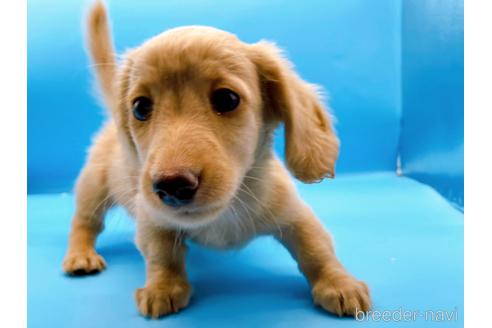 成約済の東京都のミニチュアダックスフンド(ロングヘアード)-190627の6枚目