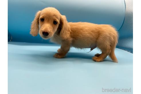 成約済の東京都のミニチュアダックスフンド(ロングヘアード)-190629の3枚目
