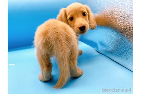 成約済の東京都のミニチュアダックスフンド(ロングヘアード)-190629の4枚目