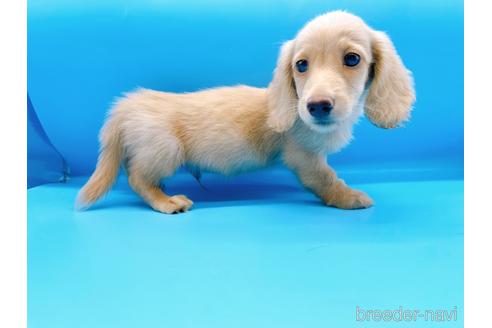 成約済の東京都のミニチュアダックスフンド(ロングヘアード)-190629の5枚目