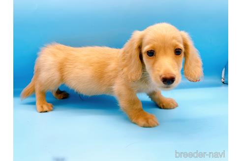 成約済の東京都のミニチュアダックスフンド(ロングヘアード)-190629の6枚目