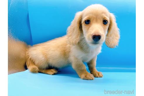 成約済の東京都のミニチュアダックスフンド(ロングヘアード)-190629の1枚目