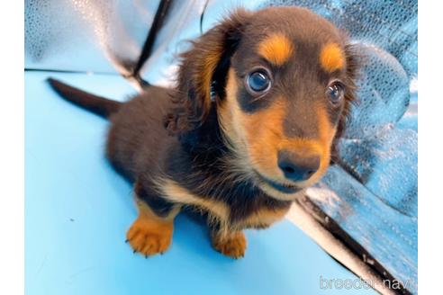成約済の東京都のミニチュアダックスフンド(ロングヘアード)-190626の8枚目