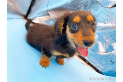 成約済の東京都のミニチュアダックスフンド(ロングヘアード)-190626の9枚目