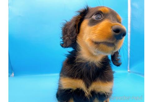 成約済の東京都のミニチュアダックスフンド(ロングヘアード)-190626の10枚目