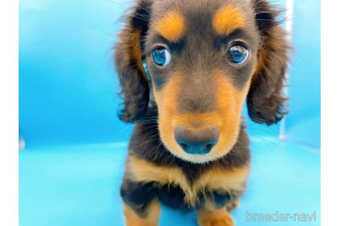 成約済の東京都のミニチュアダックスフンド(ロングヘアード)-190626の11枚目