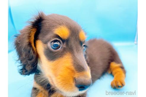 成約済の東京都のミニチュアダックスフンド(ロングヘアード)-190626の12枚目