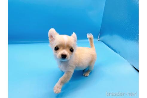 成約済の東京都のチワワ(ロングコート)-190624の3枚目