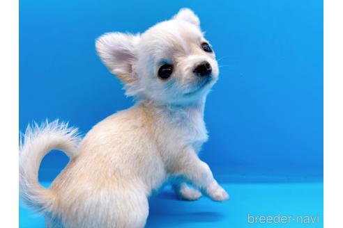 成約済の東京都のチワワ(ロングコート)-190624の4枚目