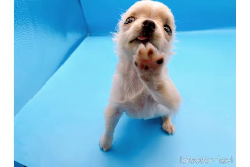 成約済の東京都のチワワ(ロングコート)-190624の5枚目