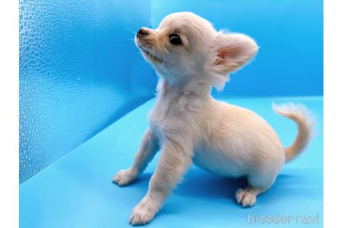 成約済の東京都のチワワ(ロングコート)-190624の2枚目