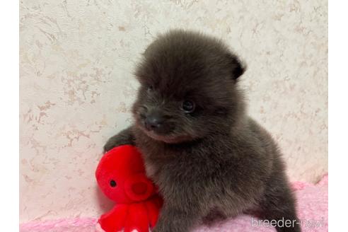 成約済の新潟県のポメラニアン-190618の3枚目