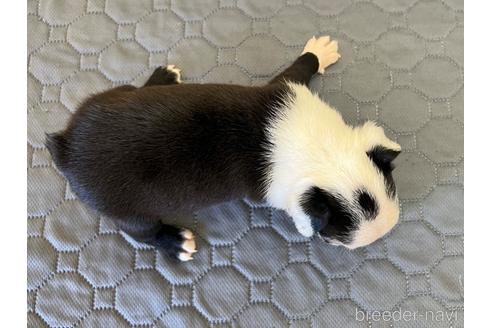 成約済の愛知県のボストンテリア-190631の4枚目