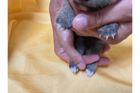 成約済の奈良県の豆柴-190634の5枚目