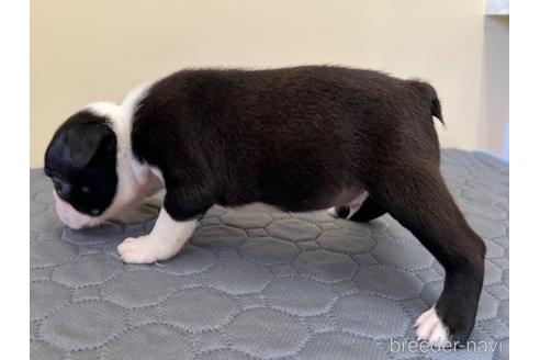 成約済の愛知県のボストンテリア-190642の4枚目