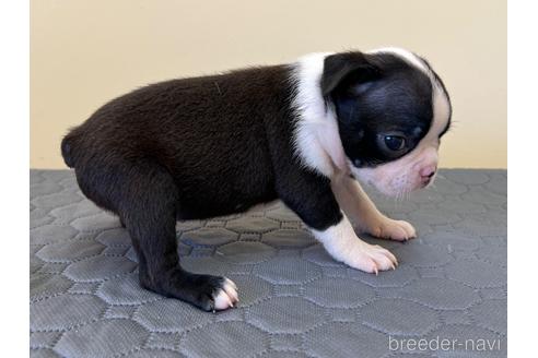 成約済の愛知県のボストンテリア-190642の2枚目