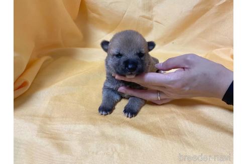 成約済の奈良県の豆柴-190638の3枚目