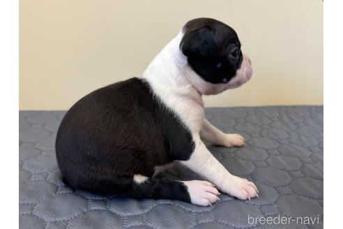 成約済の愛知県のボストンテリア-190646の2枚目