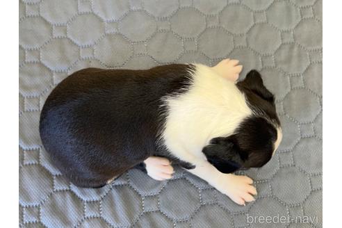 成約済の愛知県のボストンテリア-190646の3枚目