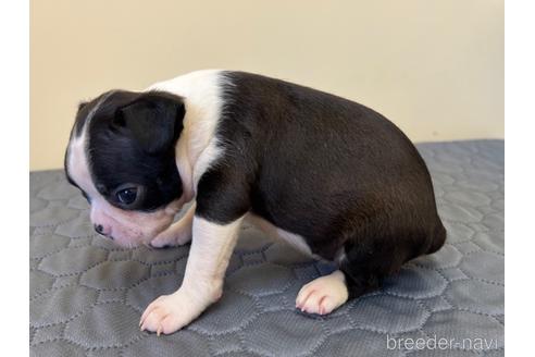 成約済の愛知県のボストンテリア-190646の4枚目