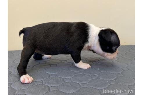 成約済の愛知県のボストンテリア-190650の3枚目