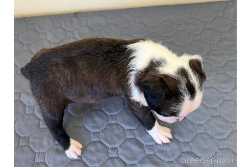 成約済の愛知県のボストンテリア-190650の4枚目