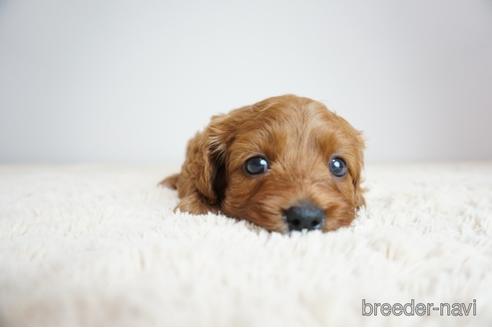 成約済の奈良県のミックス犬-190653の1枚目