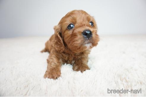 成約済の奈良県のミックス犬-190653の2枚目