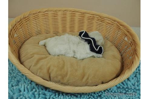 成約済の埼玉県のマルプー:マルチーズ×トイプードル-190656の2枚目