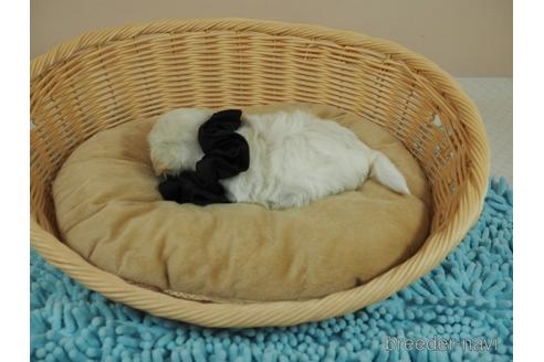 成約済の埼玉県のマルプー:マルチーズ×トイプードル-190657の4枚目