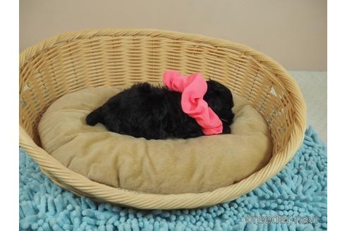 成約済の埼玉県のマルプー:マルチーズ×トイプードル-190675の4枚目