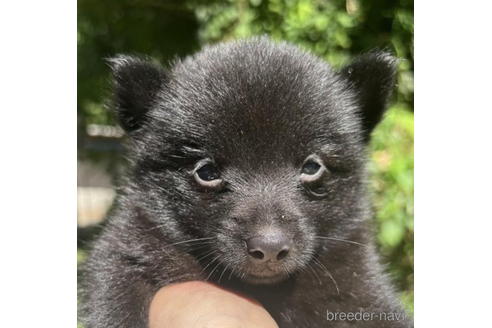 成約済の千葉県のスキッパーキ-190683の1枚目