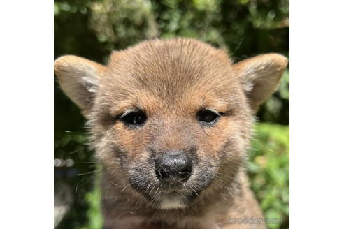 成約済の千葉県の柴犬-190687の1枚目