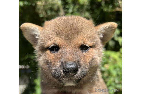 成約済の千葉県の柴犬-190687の2枚目