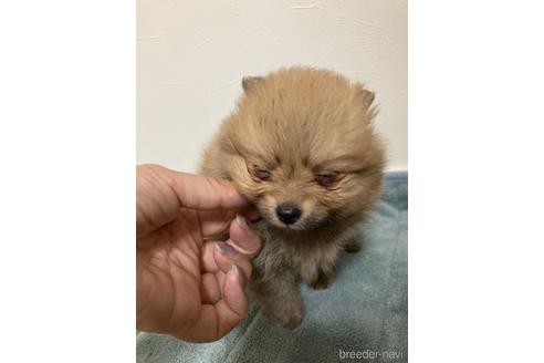 成約済の大阪府のポメラニアン-190700の5枚目