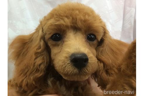 子犬