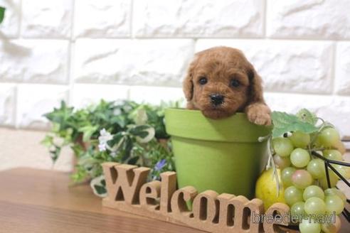 成約済の滋賀県のトイプードル-190714の1枚目