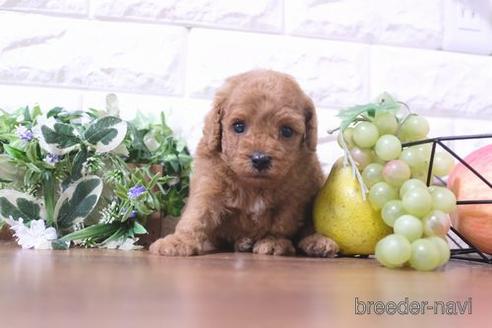 成約済の滋賀県のトイプードル-190714の4枚目
