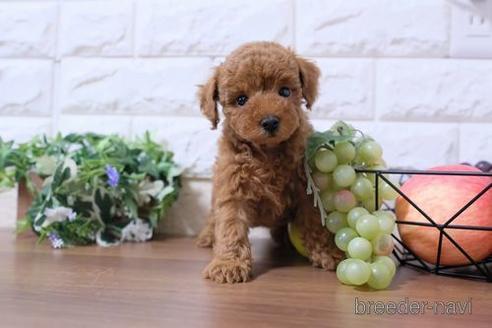 成約済の滋賀県のトイプードル-188289の1枚目