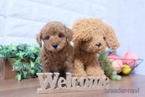 成約済の滋賀県のトイプードル-188289の6枚目