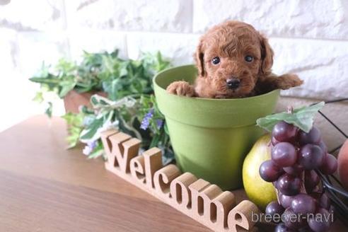 成約済の滋賀県のトイプードル-188289の3枚目