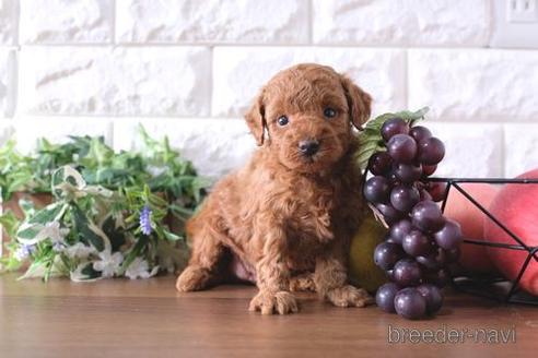 成約済の滋賀県のトイプードル-188289の2枚目