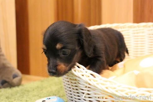 成約済の愛知県のカニンヘンダックスフンド(ロングヘアード)-184035の21枚目