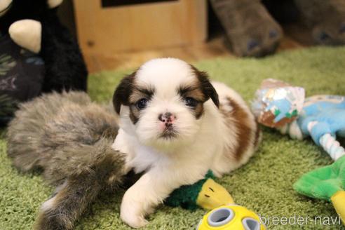 成約済の愛知県のシーズー-187732の21枚目