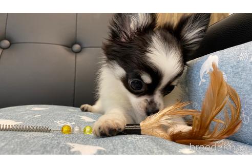 成約済の兵庫県のチワワ(ロングコート)-183178の10枚目
