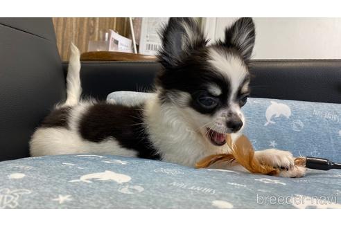 成約済の兵庫県のチワワ(ロングコート)-183178の11枚目