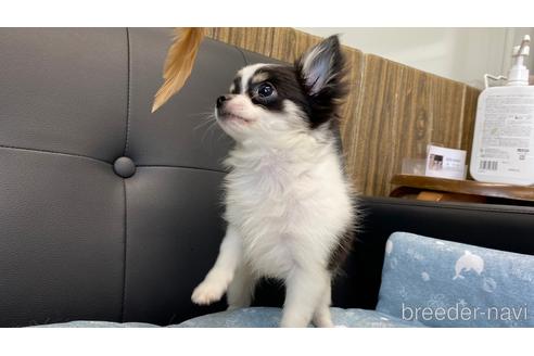 成約済の兵庫県のチワワ(ロングコート)-183178の5枚目