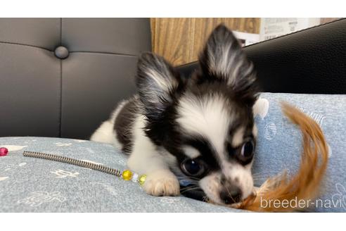 成約済の兵庫県のチワワ(ロングコート)-183178の2枚目