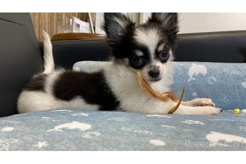 成約済の兵庫県のチワワ(ロングコート)-183178の7枚目