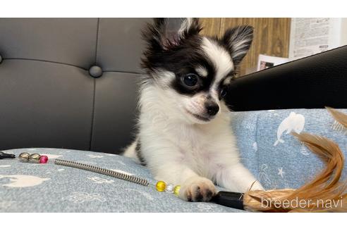 成約済の兵庫県のチワワ(ロングコート)-183178の3枚目